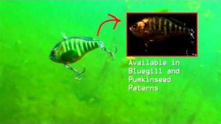 LIVETARGET Bluegill/Pumpkinseed Lipless Rattlebait