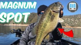 New melones lake Magnum Spotted Bass