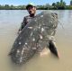 Potential new world record: 9'4" Wels Catfish