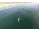 Gillnet snags gray whale in SoCal