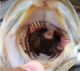 When You See What This Largemouth Bass Has Eaten Do You Rethink Your Bait Selection?