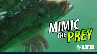 Tackle How-To: Mimic the Prey when Dropshotting  #LTB #Daiwa #Mustad #Seaguar