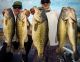 From the D | Big Black Bass, Plentiful Crappie and warming temperatures! Mc Gruder Studs!