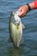 Reminders on Fishing Contest Regulations in California