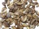 Zebra Mussels Found in Kansas Lakes