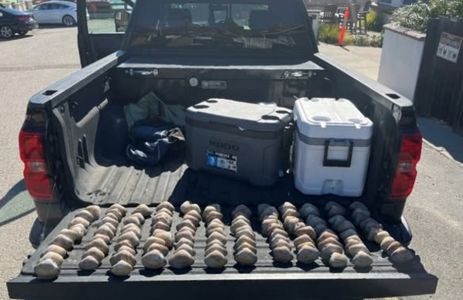 CDFW Law Enforcement seized 178 undersized Pismo clams