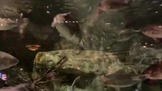 12lb Bass attacks 2lb Bass