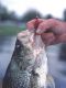 Alabama's Weiss Lake Gets 134 Fish Attractors