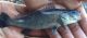 Fish Worth More Than Cocaine to Cartels