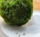 Aquarium store “moss ball” holds invasive zebra mussels