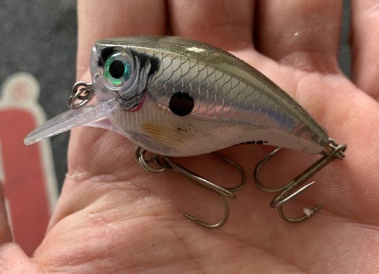 #2 Finesse Squarebill
This time of year, everyone is throwing a squarebill crankbait and Wheeler is among that group. But, one sleeper he has found is the&nbsp;Rapala BX Brat.
&ldquo;Everyone uses the same old 1.5 size baits and the fish get used to seeing those. When I see that happening, I will either upsize or downsize to a different bait,&rdquo; he shared. &ldquo;The BX Brat is a sleeper because it has a smaller profile but still has the right action you want. It is a finesse squarebill, in my opinion.&rdquo;
The bait is built with a balsa body encompassed in a unique plastic shell; Wheeler says this is the best of both worlds.
&ldquo;It has the nice buoyancy of balsa and great action, but it is very durable for banging into cover,&rdquo; he said.
One change he will make is to adjust the hooks to short shank #4 hooks.
&ldquo;The bait is small and you have to be careful with hook modifications, so it doesn&rsquo;t mess up the action. It is like the Shad Rap, you want smaller hooks to keep it running right,&rdquo; said the Major League Fishing pro.
READ RELATED: Up and Coming from Rapala
&nbsp;