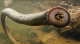 Eel-like fish that look like horror movie monsters