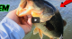 Ca Delta Summer Bass Fishing VIDEO