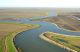 Salmon in the sloughs?