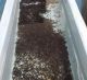 Gila trout fry at Canyon Creek Hatchery