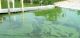 What is the Cause of the Algal Blooms