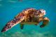 Boaters Cautioned on Sea Turtle Strikes