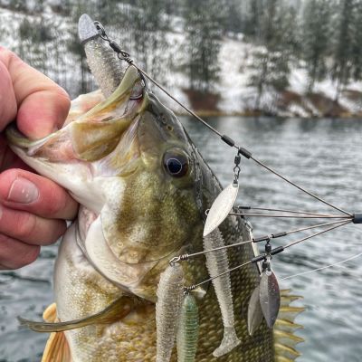 A-rigs&nbsp;and&nbsp;jerkbaits
One of the best parts of cooling waters is the fact that the baitfish and bass get bunched up and an&nbsp;Alabama Rig is one of the best ways to catch them in a hurry. There are some great ones on the market. Pair them with small swimbaits like the&nbsp;Strike King Rage Swimmer and you are ready to catch some cold water bass.
Several companies make them in different versions, with different hook and spring configurations, so you can always be legal based on your state's hook allowance. The colder it gets, the better these rigs work and you can fish them well into the winter until bass start thinking of spawning in the spring.
Another must this time of year to capitalize on the shad feasting action is a jerkbait. They do a great job of imitating baitfish and you can fish them fast, watching your forward-facing sonar or casting to points and other likely areas. A great one with many fans is the&nbsp;Berkley Stunna and it comes in the standard 112 size and the deeper diving 112+1. Stick with proven shad patterns like phenom, shad filet, and stealth shad this time of year.
Fall is one of the best times to be fishing and you can fish fast with fun to fish moving baits as long as you want to and catch fish. It's a time of year when the fish get on the move and start feeding and these must-have baits will help you capitalize on the fall feeding frenzy.