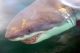 Great White Sharks Killing Sea Otters off California Coast