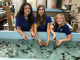 Release of about 500 baby Lake Sturgeon