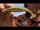 Rigging How-To: Yamamoto Heart Tail Swimbait with Fletcher Shryock