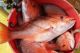 Gulf Red Snapper Season Set