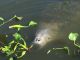 DWF Cautions Boaters on Manatees