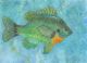 21st Annual State-Fish Art Contest Now Open