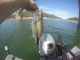 Oroville Fishing Report | Update May 10