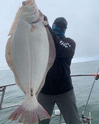 The Bay Halibut Bite
Not long after Monroe returned from Florida for the Major League Fishing "Heavy Hitters" tournament, he was out on the California Dawn, taking advantage of the Bay's halibut bite. He reported that the fishing is excellent for both numbers and big fish right now.
He had great success with a freshwater bass rod, the 8' Brent Ehrler Deep Cranking rod that is part of the Daiwa Tatula Elite lineup. This proves that bass anglers can effectively put their rods into double-duty when venturing into saltwater.
"That rod has a great parabolic bend and is perfect for halibut fishing," he said and added that his best halibut on the day was nearing 25-pounds, with others over 20-pounds.
He paired the rod with a Daiwa Saltiga 15 reel with 30-pound Daiwa J-Braid while fishing live bait. "You can catch them anywhere from 15- to 60-feet, depending on where you are in the bay and what the tides are doing," Monroe said.
Monroe has become a big fan of the Saltiga lineup and uses them for most of the saltwater fish he chases.
"The Saltiga is a round reel and the 15 size is smaller than most bass swimbait reels and it is a very durable reel with an aluminum frame to withstand the saltwater environment," added Monroe.
Monroe also shared that the salmon fishing has been great and although he's not a fan of trolling, there is a good bite to be had.
"Guys are going out and are back by noon with their limit, the fishing is phenomenal right now," Monroe shared. "Plus, we'll have a great lingcod bite&nbsp;for summer and that is fun."
&nbsp;