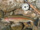 How High Can Rainbow Trout Jump?