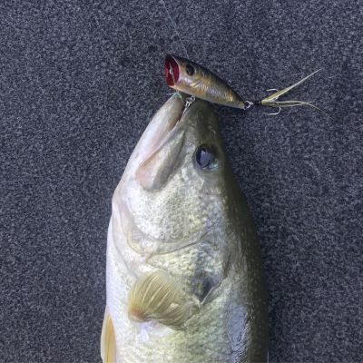 Bass Pro Tour Stage Four - Lake Chickamauga, TN - Jun 4 - 9, 2021
With this event being in June, Thrift says ledge fishing will surely be a factor.
&ldquo;This will be a straight ledge tournament,&rdquo; he begins. &ldquo;That type of fishing has become so popular and everyone loves to do it, so I have it in my mind that I will downsize my baits.&rdquo;
With the fishing pressure at a high on offshore locations, Thrift plans to bust out the spinning gear.
&ldquo;I&rsquo;ll be throwing shaky heads and drop-shots and Neko Rigs,&rdquo; he believes. &ldquo;The fish will have seen big crankbaits going by them for a month at that point. I plan to downsize to six, eight, and ten-pound P-Line Tactical fluorocarbon and get bites from the pressured fish.&rdquo;
Bass Pro Tour Stage Five - St. Lawrence River, NY - Jun 25 - 30, 2021
This is another event that has Thrift excited.
&ldquo;I&rsquo;ve only been there once and it was in October,&rdquo; he says. &ldquo;I am looking forward to this one and think we might hit it right during the spawn. Light line and small baits are going to be fun with those big smallmouth.&rdquo;
&nbsp;