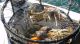 Recreational Dungeness Crab Season to Open Statewide Nov. 5