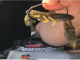 Rigging the Jordan Lee Champ Craw VIDEO