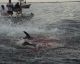Amazing Shark/Tarpon Encounter