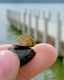 Lake Hefner Confirms Invasive Zebra Mussels