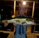 Maybe the biggest bass caught from Houston County in nearly 30 years.