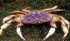 Participants in the California recreational Dungeness Crab fishery.