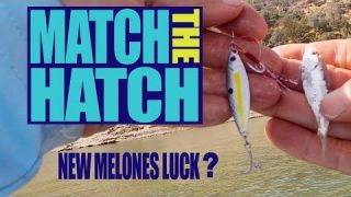 Match The Hatch! New Melones Luck?