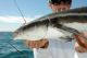 South Atlantic States Cobia Hearings