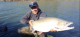 Thermalito's 38.2 pound trout