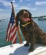 Pet Blunders Made by Boaters