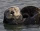 CDFW Offers Reward  in Sea Otter Shootings