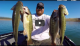 Mixed Bag of SOLID Lake Oroville Bass