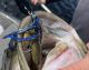 TBT: Dailing in Vibrating Jigs With Your Trailer