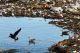 Fifty years ago, there was so much raw sewage in San Francisco Bay that it literally stank