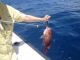 Red Snapper Abundance in Gulf of Mexico Being Estimated by Scientific Team