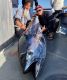 Biggest bluefin tuna ever taken off California