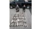 Anglers caught 66 undersized striped bass