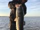 Delta Striper Report This Week Feb 1